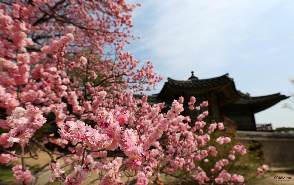 Seoul Forest Guesthouse Екстер'єр фото